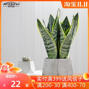 爱优尚虎皮兰盆栽室室内吸甲醛绿植虎尾兰植物