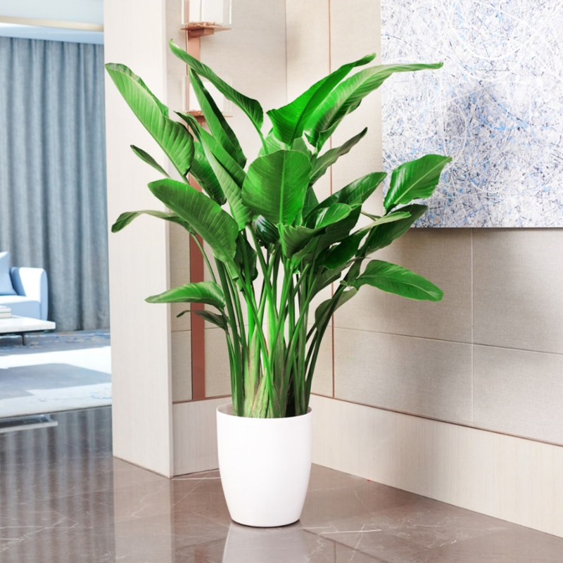 网红天堂鸟盆栽室内大型植物办公室客厅鹤望兰吸甲醛北欧绿植真花