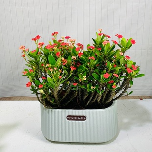 办公室内虎刺梅小花盆栽好养易活铁海棠绿植盆景阳台耐旱四季花卉