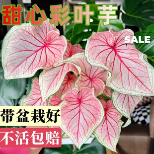 彩叶芋盆栽土培植物室内好养粉色飞溅海芋竹芋类彩色花卉绿植大全