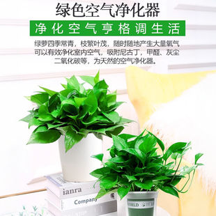常青花卉绿植 绿萝盆栽客厅室内植物办公室桌面好养活新房家用四季