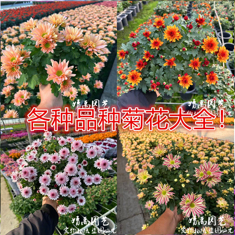（三文鱼）千头菊花盆栽苗草莓心四季多生阳台花卉懒人耐热花期长