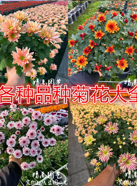 （三纹鱼）千头菊花盆栽苗