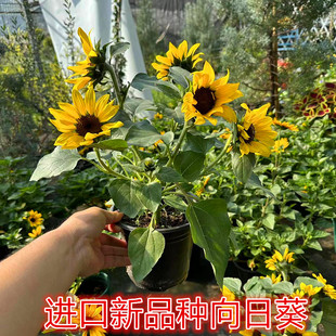 光辉岁月向日葵盆栽阳台花园四季开花多年生宿根花期长易养易爆盆