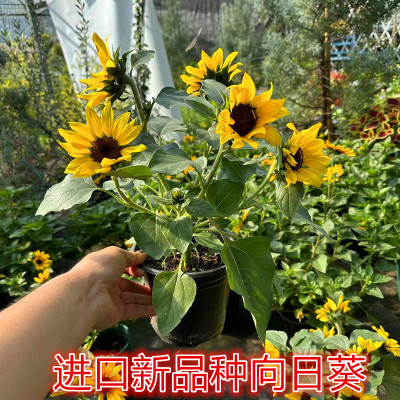 光辉岁月向日葵盆栽四季开花