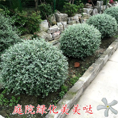 水果兰盆栽灌丛石蚕庭院装扮