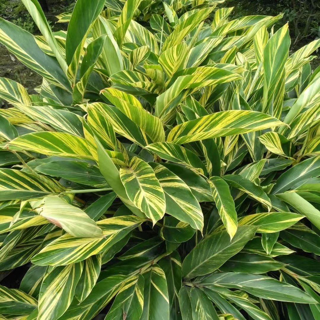 花叶良姜盆栽  吸甲醛植物耐寒耐热庭院景观四季好养阳台绿植花卉
