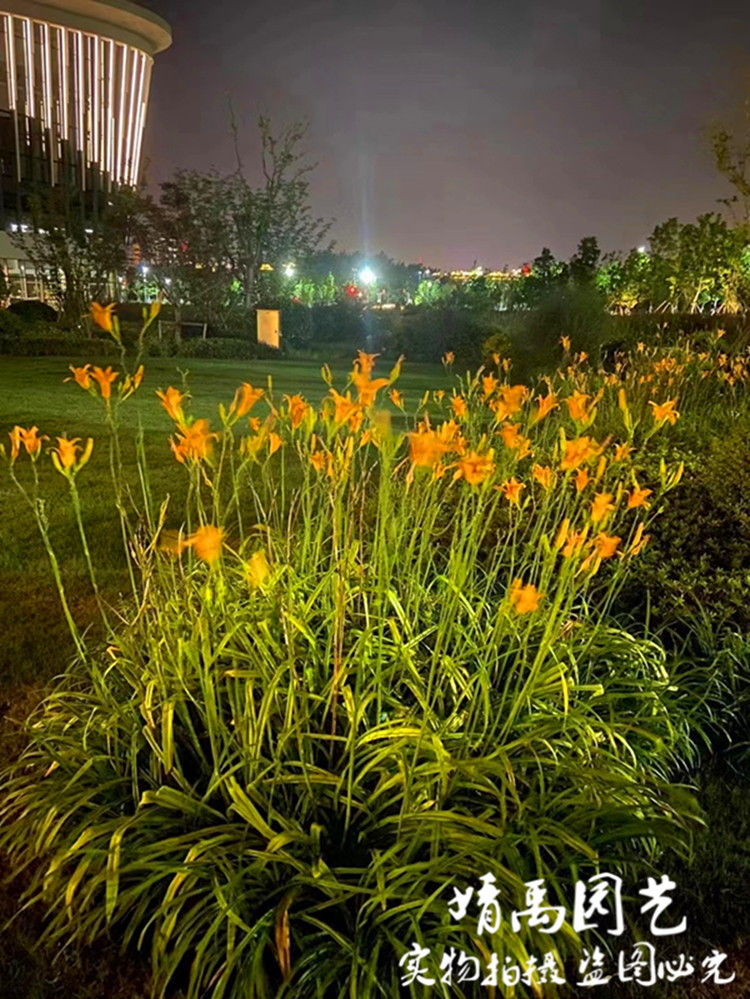 大花萱草野生黄花菜苗忘忧草无忧草庭院多年生四季常绿宿根花卉