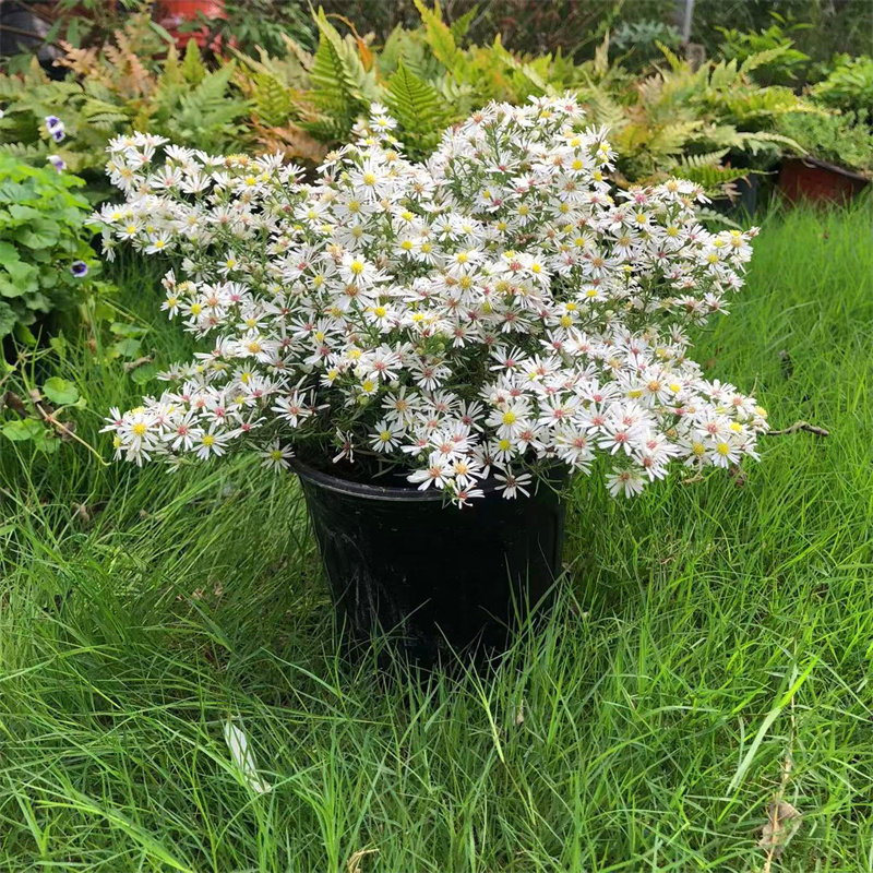 柳叶白菀 花卉多年生宿根植物 耐寒耐热庭院花园阳台盆栽植物花苗