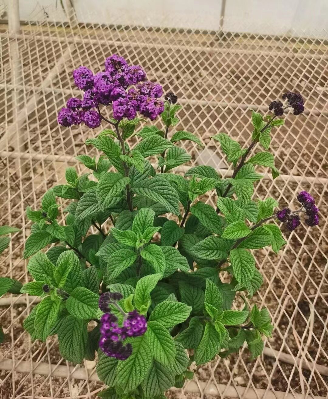 优雅蓝紫香水草植物 浓香花卉盆栽 洋茉莉香草 四季开花阳台庭院