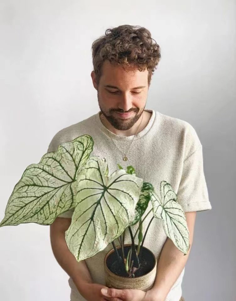 泰国白色恋人竹芋彩叶芋红心皇后网红观叶盆栽室内造景美观绿植