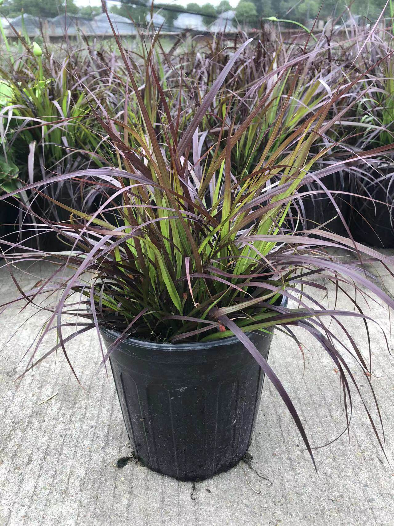 火焰狼尾草苗  紫梦狼尾草苗盆栽  多年生宿根景观观赏草耐热耐寒