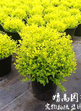亮晶金叶女贞小树苗球塔棒棒糖