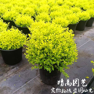 亮晶（金叶）女贞小树苗球塔棒棒糖造型阳台庭院花境植物四季常青