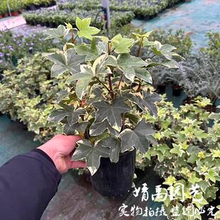 花叶熊掌木盆栽四季常青类似八角金盘锦办公室内绿植喜阴净化空气