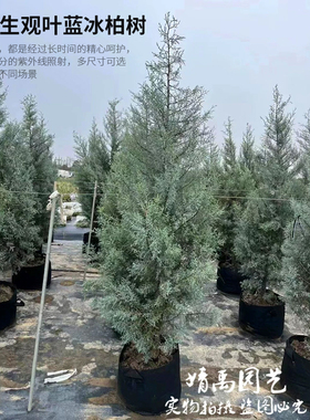 【蓝冰柏】ins风格盆栽庭院阳台多年生观叶柏树四季常绿耐寒耐热