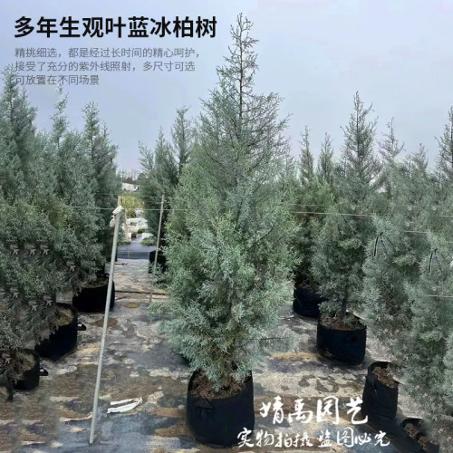 【蓝冰柏】ins风格盆栽