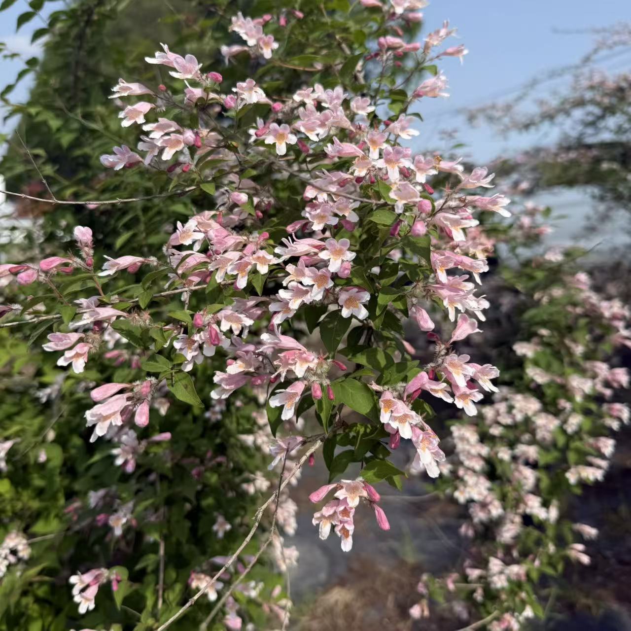 猬实盆栽大苗耐寒耐旱粉瀑布花藤