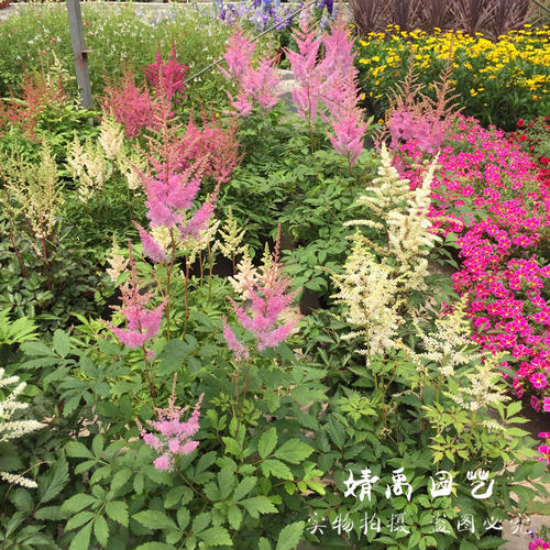 别墅宿根四季好养多年生落新妇