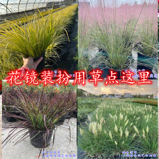 粉黛乱子草矮蒲苇羽毛草金叶石菖蒲小兔子狼尾草荒野风格植物花镜