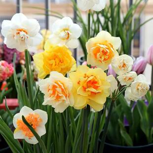 进口重瓣洋水仙花盆栽室内花卉耐寒水养土培春季开花植物