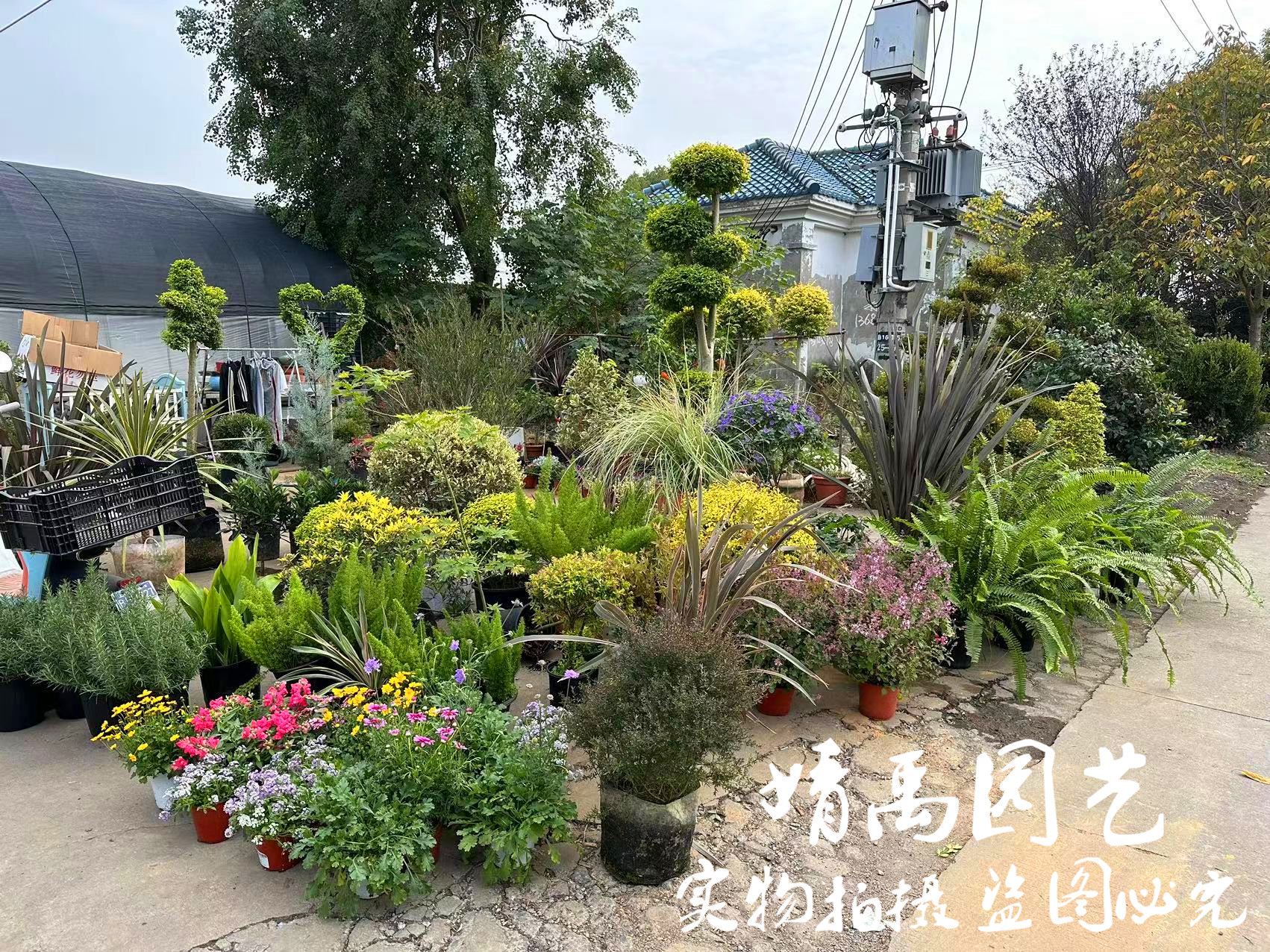 花园主体骨架植物金叶女贞球棒