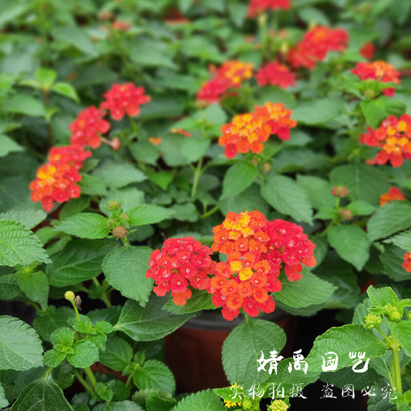 五色梅盆栽花期长耐高温  马缨丹五色花五彩花阳台绿植庭院花卉