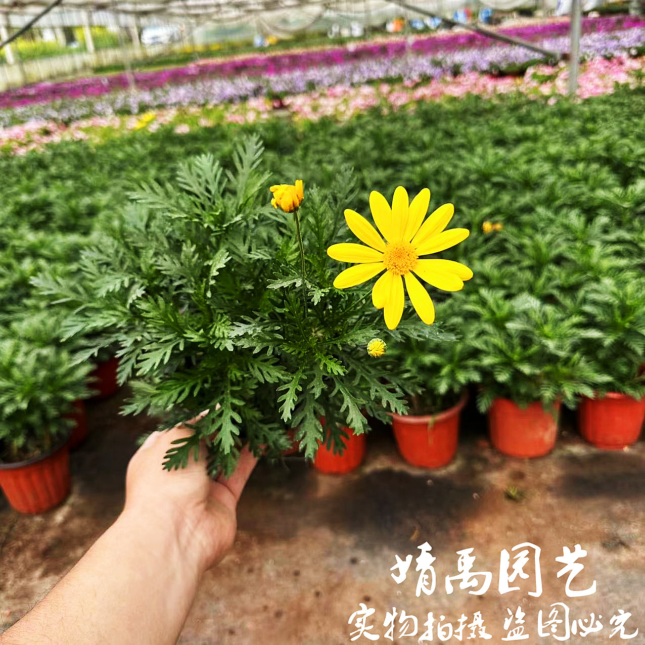 黄金菊小苗黄色玛格丽特图片