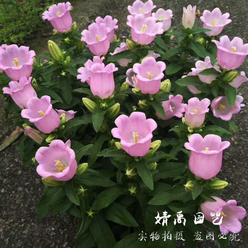 四季新品进口丹麦意大利桔梗风铃重瓣花苗盆栽植物庭院阳台室内花
