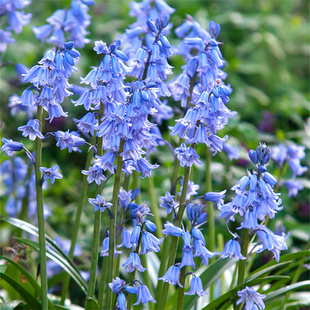 荷兰进口种球蓝铃花雪片莲盆栽带花多年生球根植物地栽阳台花卉