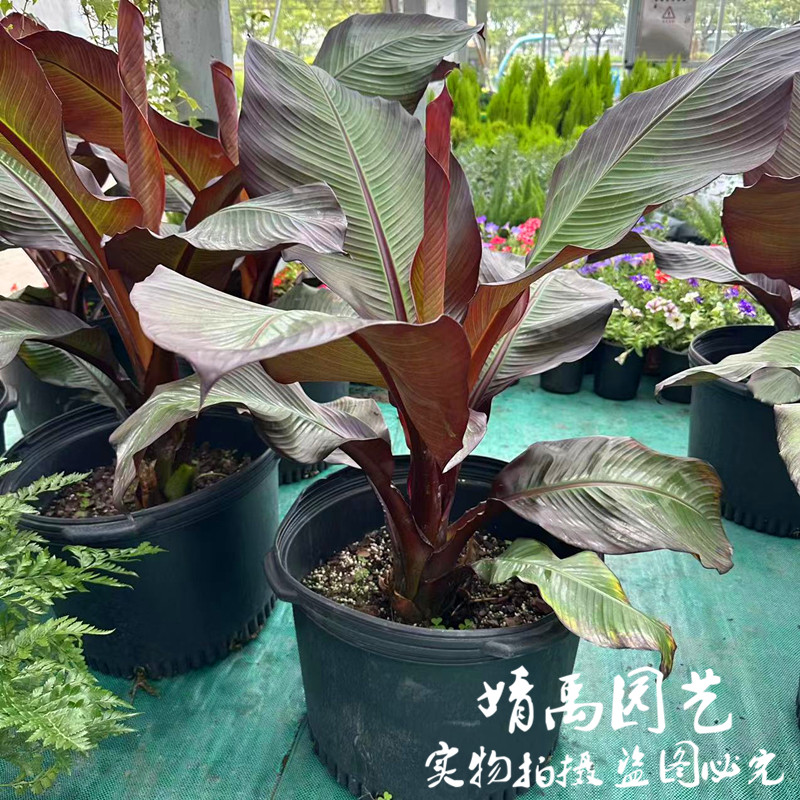 红色象腿蕉 萌叔同款红粗柄maurelii热带观叶彩叶植物耐热盆栽苗