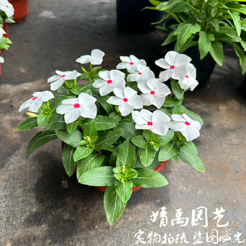 长春花盆栽 紫荆花天天开 适合夏季庭院花园阳台多年生观花带花苞