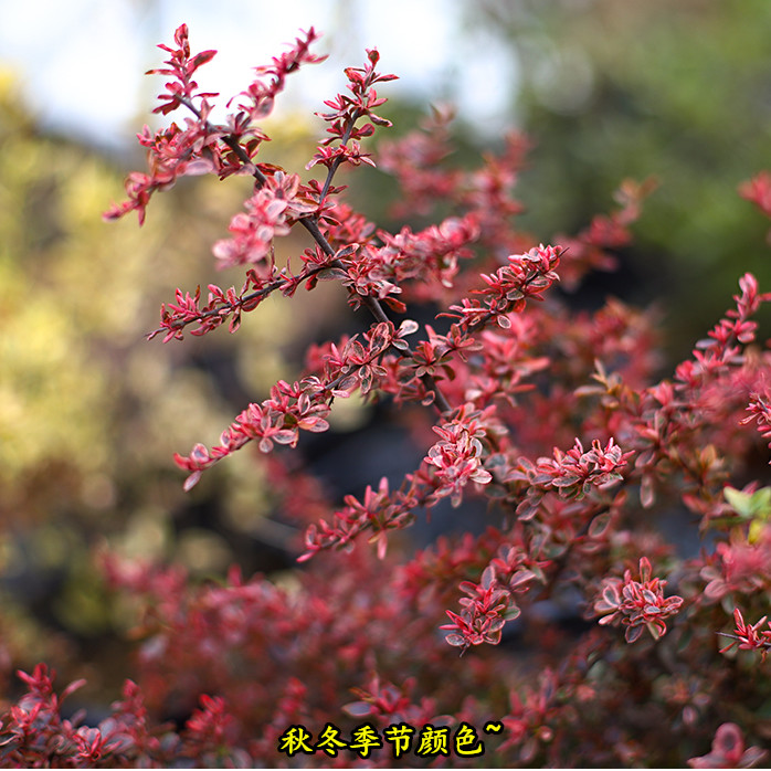 小丑新款加湿卧室其他火棘室外庭院地载植物花卉耐寒耐热花镜搭配