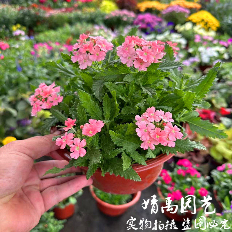 美女樱盆栽四季开花庭院阳台绿植花卉好看好养爆盆带花苞带土发货