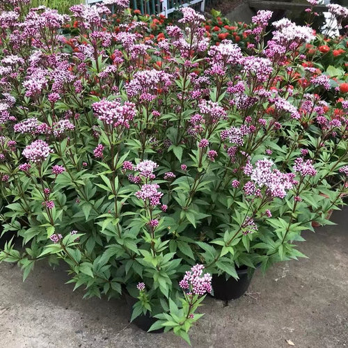 花镜植物大麻叶泽兰多年生宿根