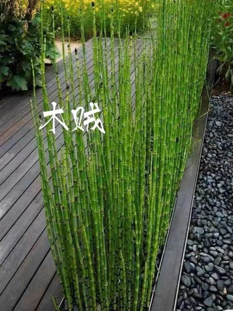 木贼苗盆栽水培笔头草节节草四季常青庭院绿植耐寒新奇笔管喜光植