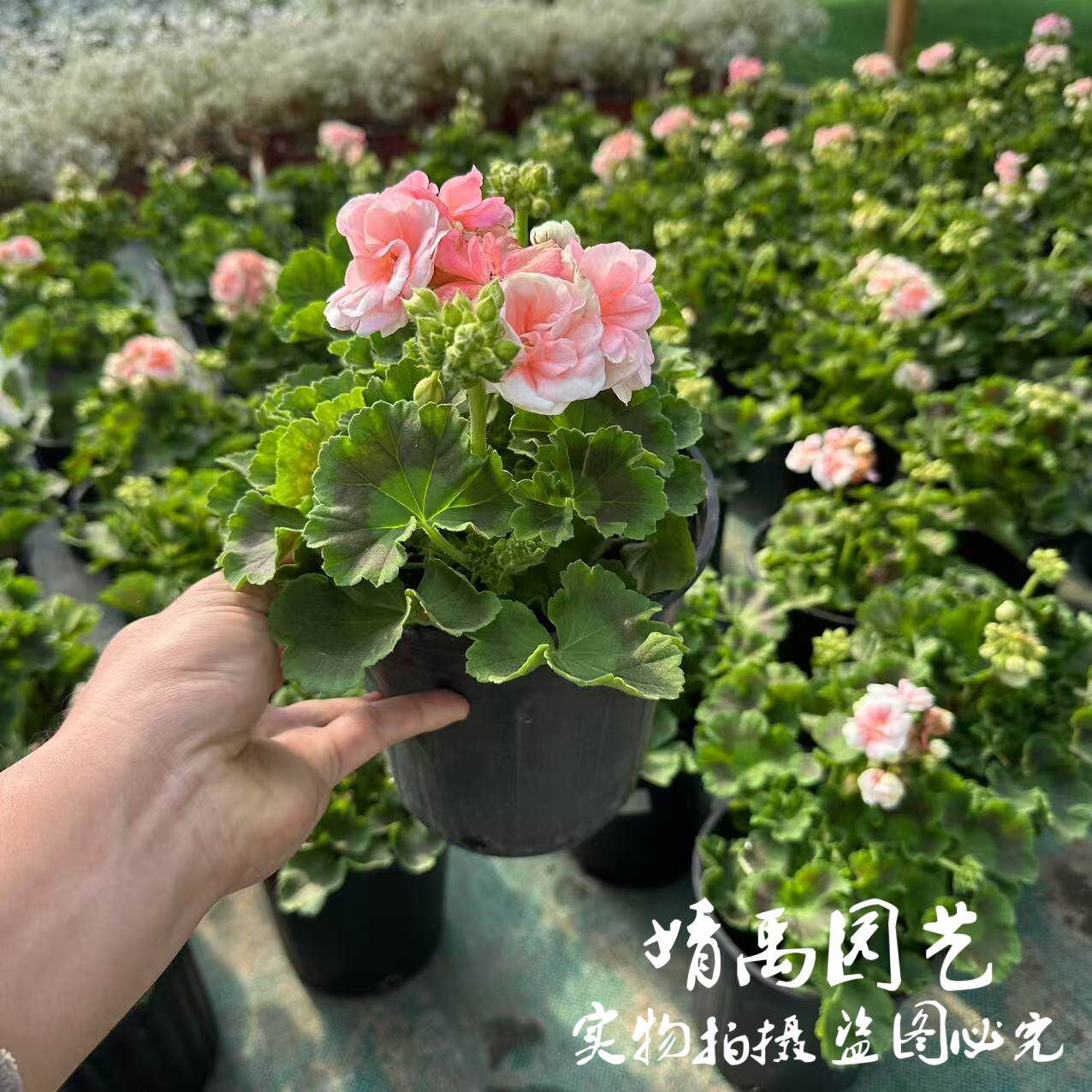 天竺葵盆栽直立瑞典玫瑰小姐罗莎琳达重瓣大花球带花苞上海发货