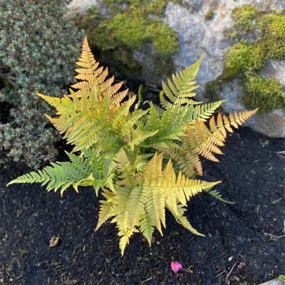 红盖鳞毛蕨彩虹蕨露天蕨类植物