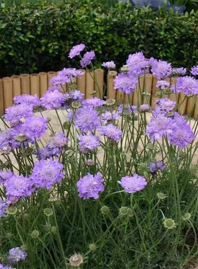 蓝盆花成品带花发轮峰菊花苗风车菊植物 高加索耐寒多年生花卉