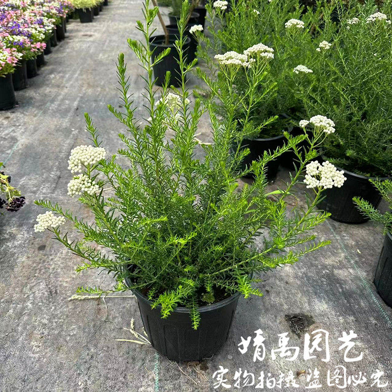 澳洲米花盆栽净化空气阳台庭院多年生常绿小灌木耐热耐寒白色花苗