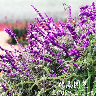 墨西哥鼠尾草林荫鼠尾草盆栽花园阳台庭院多年生宿根耐热好养