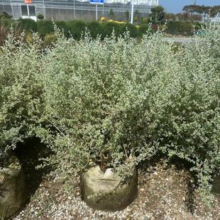 银叶仓鼠 耐寒耐热 布什浆果藜 多年生灌木 四季常绿 观叶绿植