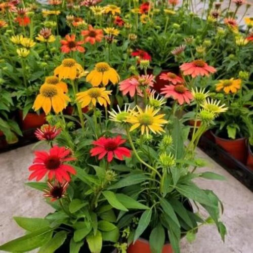 进口松果菊盆栽花苗好养