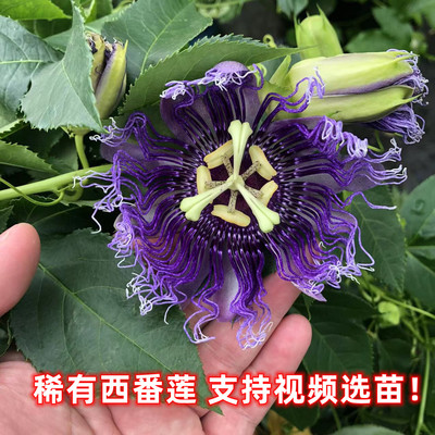 紫花西番莲花苗铁线莲