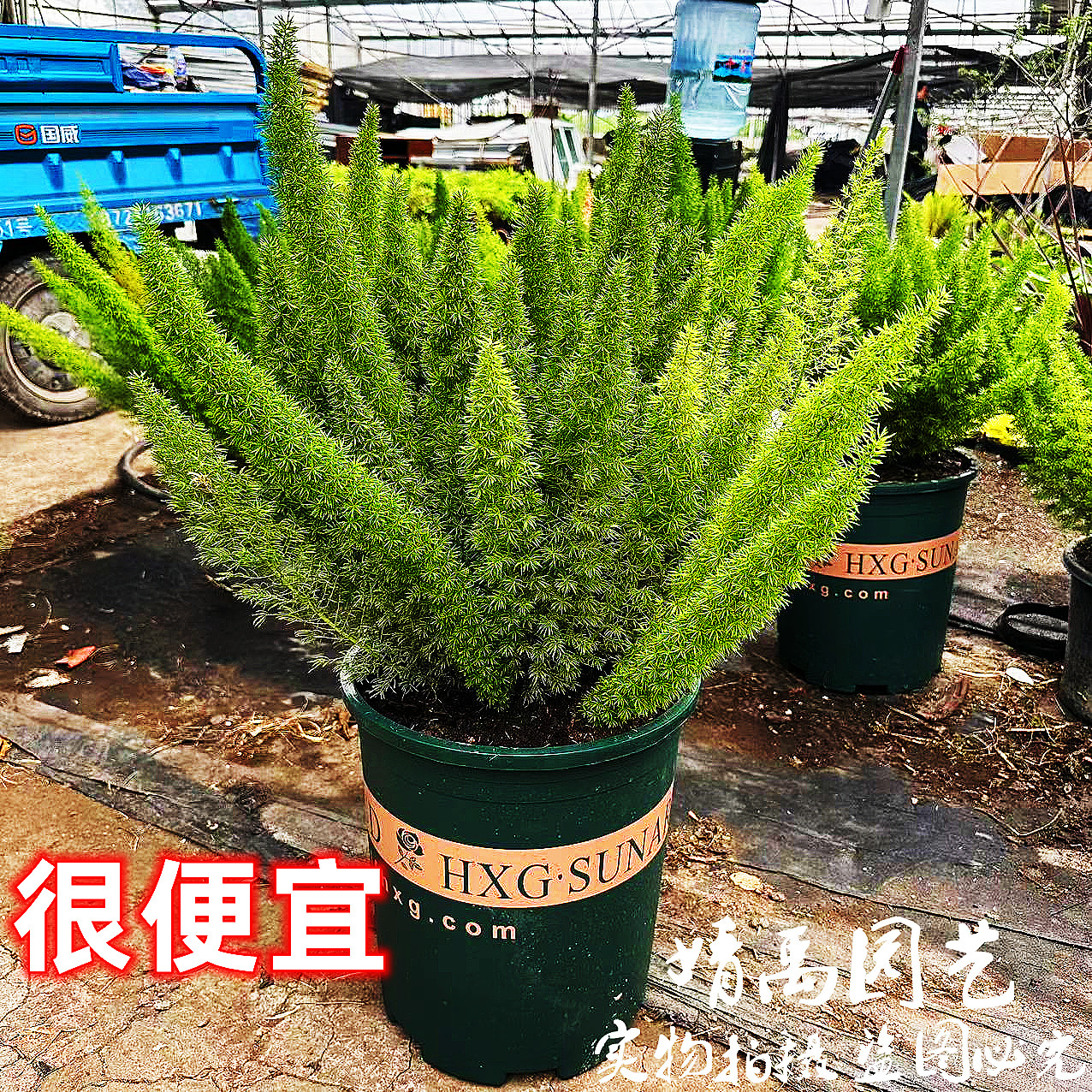 四季适合耐寒耐热虎尾天门冬