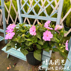 凤仙花新几内亚凤仙花指甲花盆栽四季开花耐晒阳台庭院观花植物