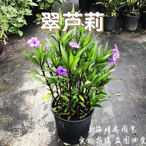 翠卢莉多年生庭院四季耐寒耐热