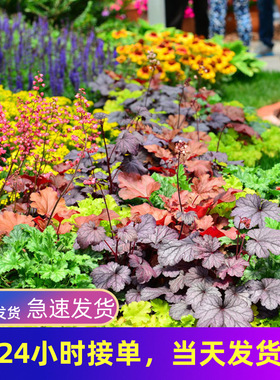 矾根植物盆栽花苗大苗观叶绿植耐寒阳台庭院花园花镜进口宿根植物