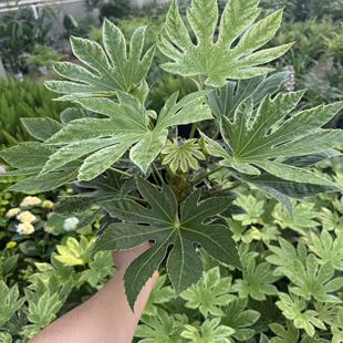 锦叶八角金盘进ins北欧风室内植物花卉庭院盆栽耐阴阳台皮实好养