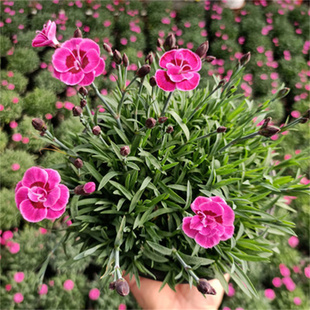 欧石竹初吻盆栽耐寒地被绿植庭院草坪四季开花不死花卉花期长包邮